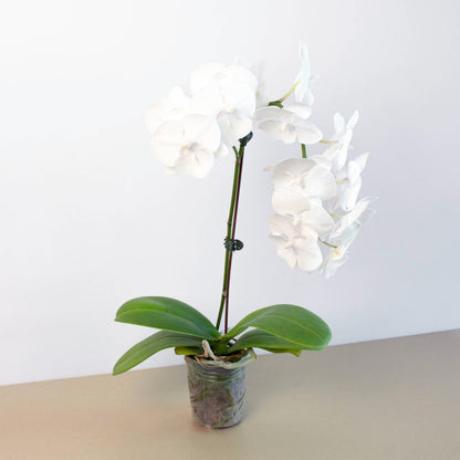 Orchid 'White Phalaenopsis'