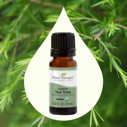 Organic Tea Tree Essential Oil