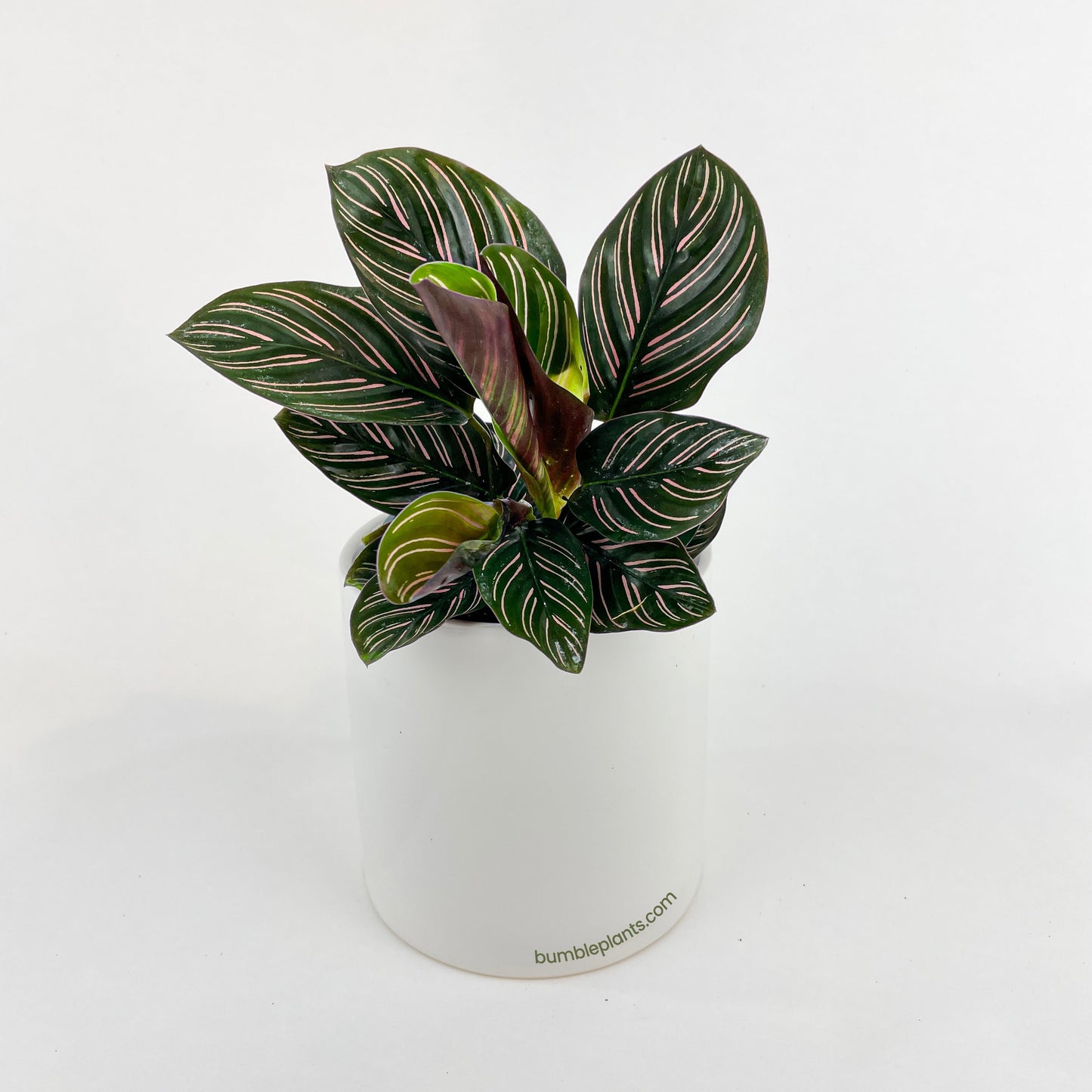 Calathea Ornata (Pinstripe Calathea) by Bumble Plants