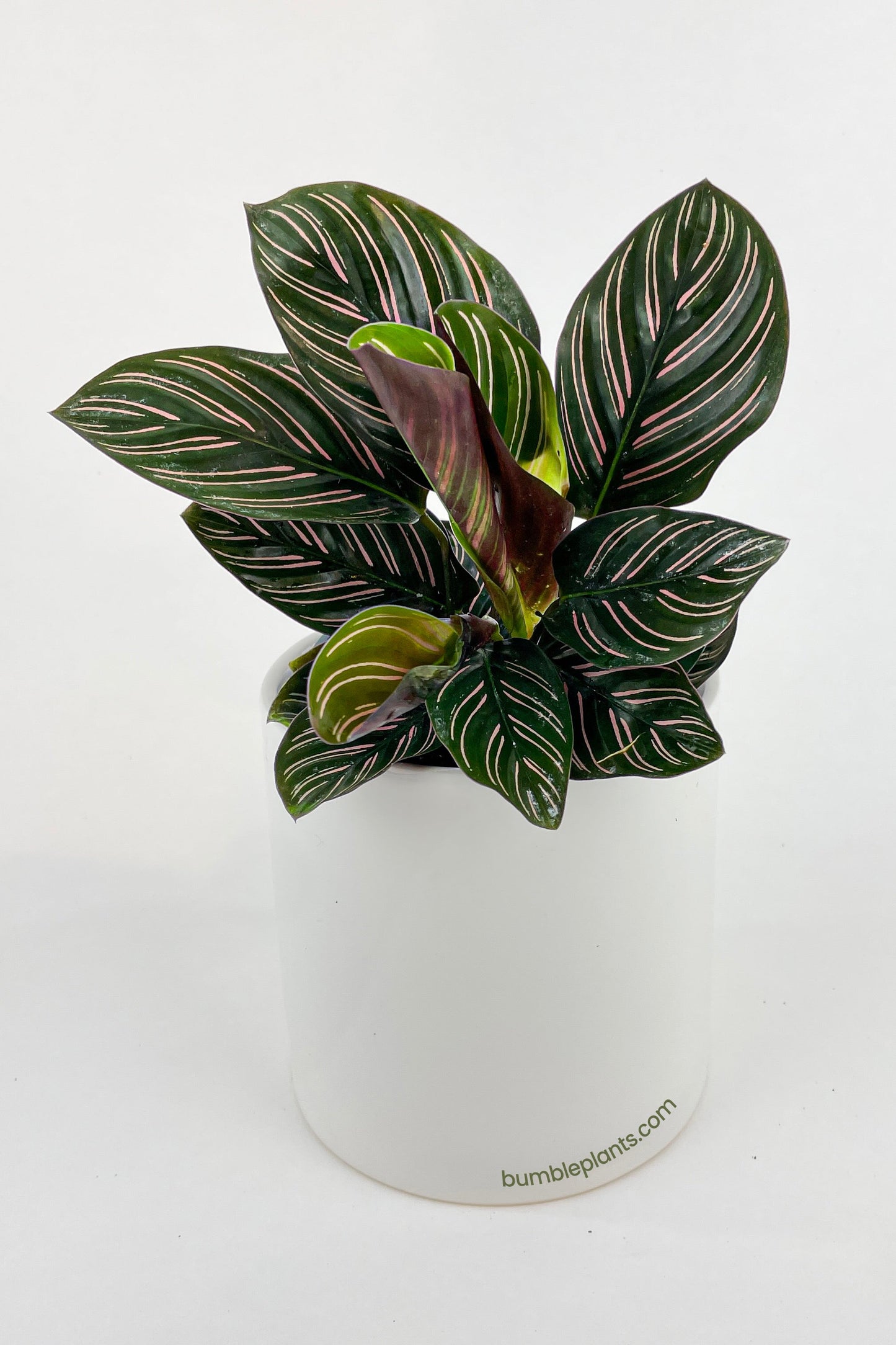 Calathea Ornata (Pinstripe Calathea) by Bumble Plants