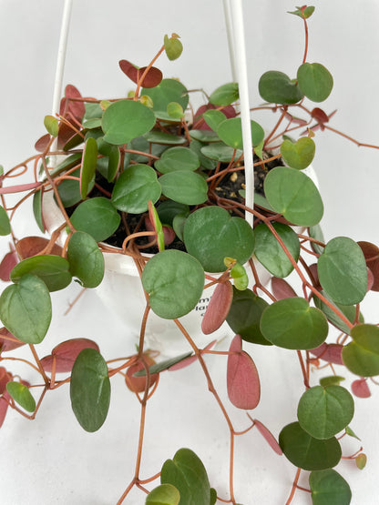 Peperomia Ruby Cascade by Bumble Plants