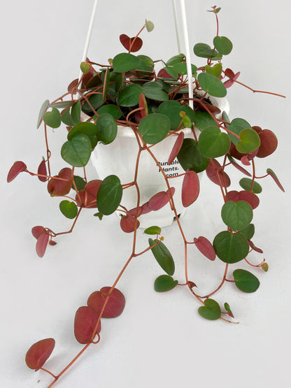 Peperomia Ruby Cascade by Bumble Plants