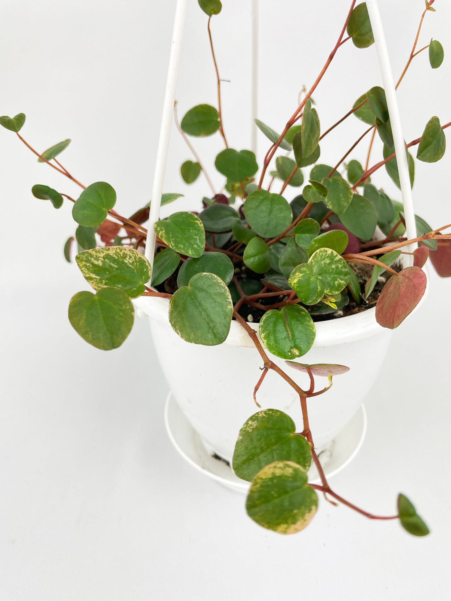 Peperomia Ruby Cascade by Bumble Plants