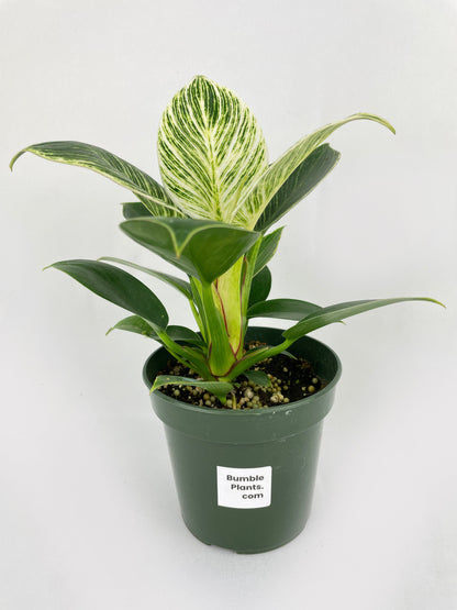 Philodendron Birkin Variegata by Bumble Plants