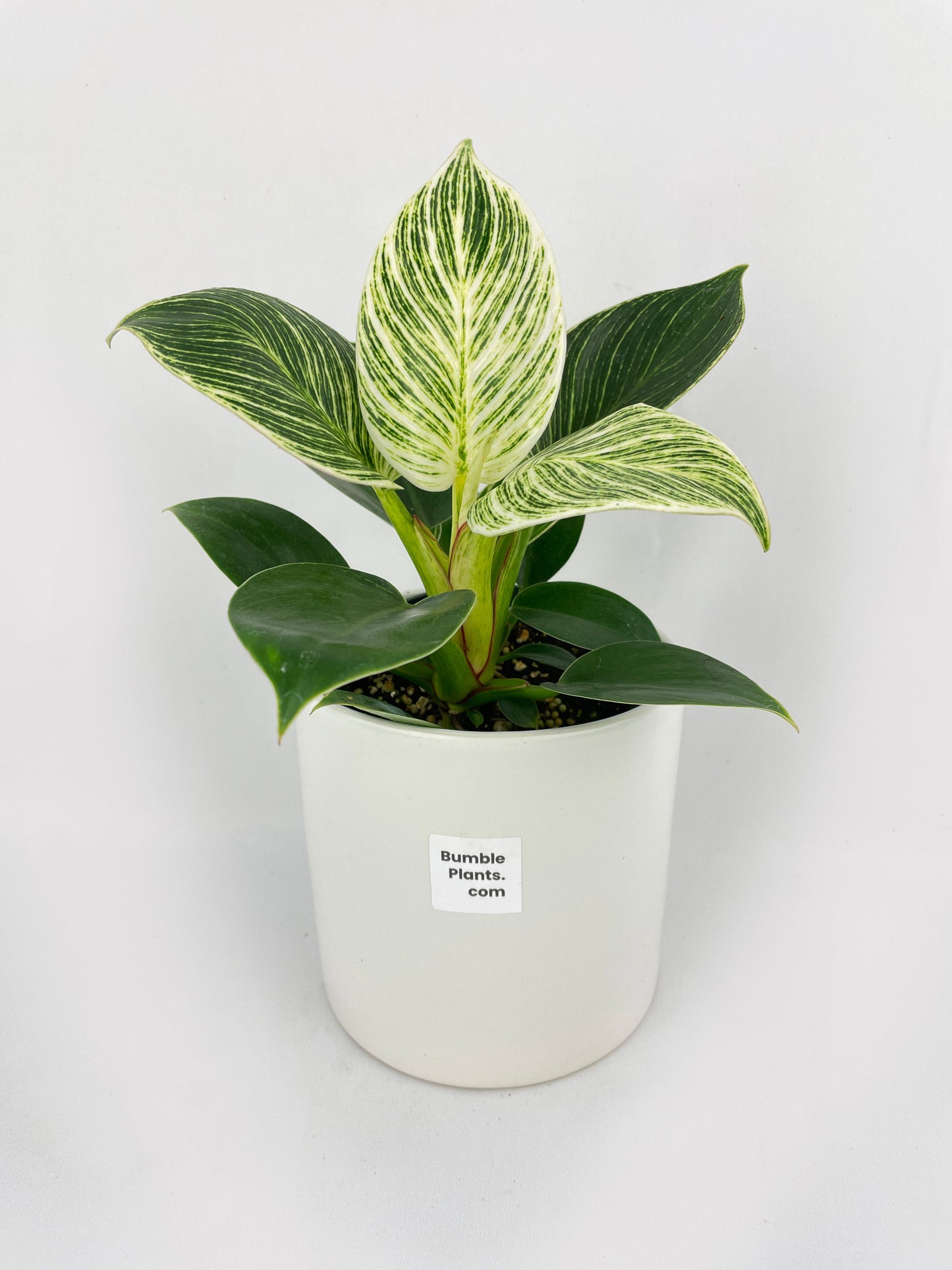 Philodendron Birkin Variegata by Bumble Plants