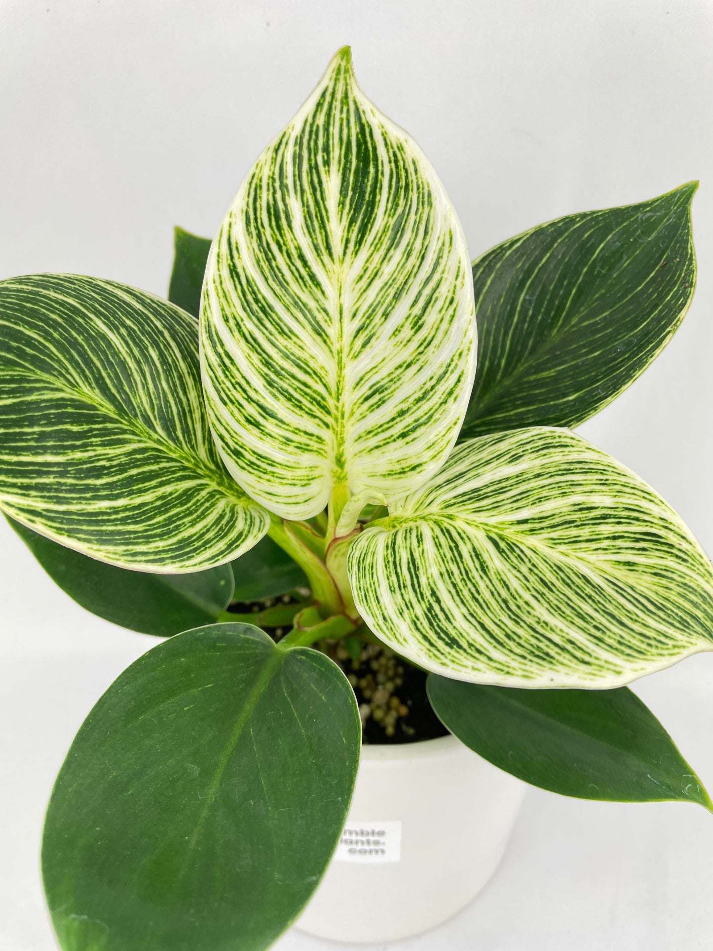 Philodendron Birkin Variegata by Bumble Plants