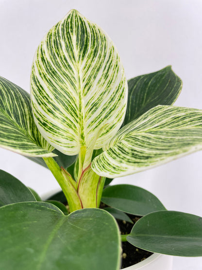 Philodendron Birkin Variegata by Bumble Plants