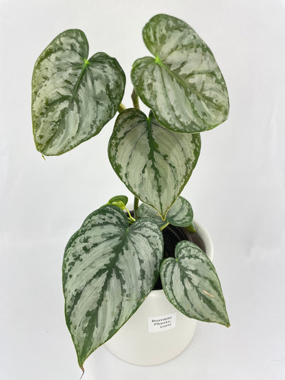 Philodendron Brandtianum Silver Leaf by Bumble Plants