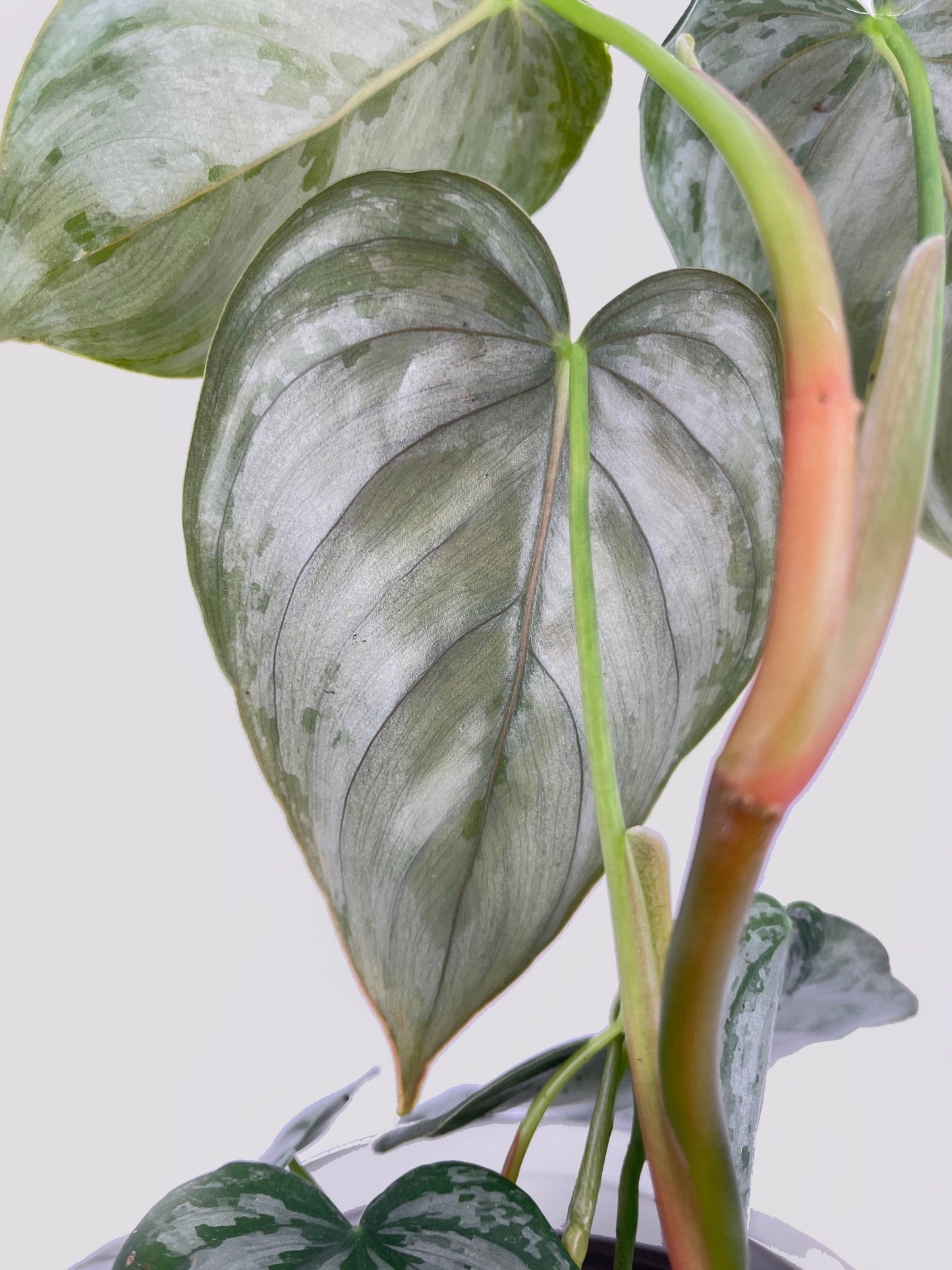 Philodendron Brandtianum Silver Leaf by Bumble Plants