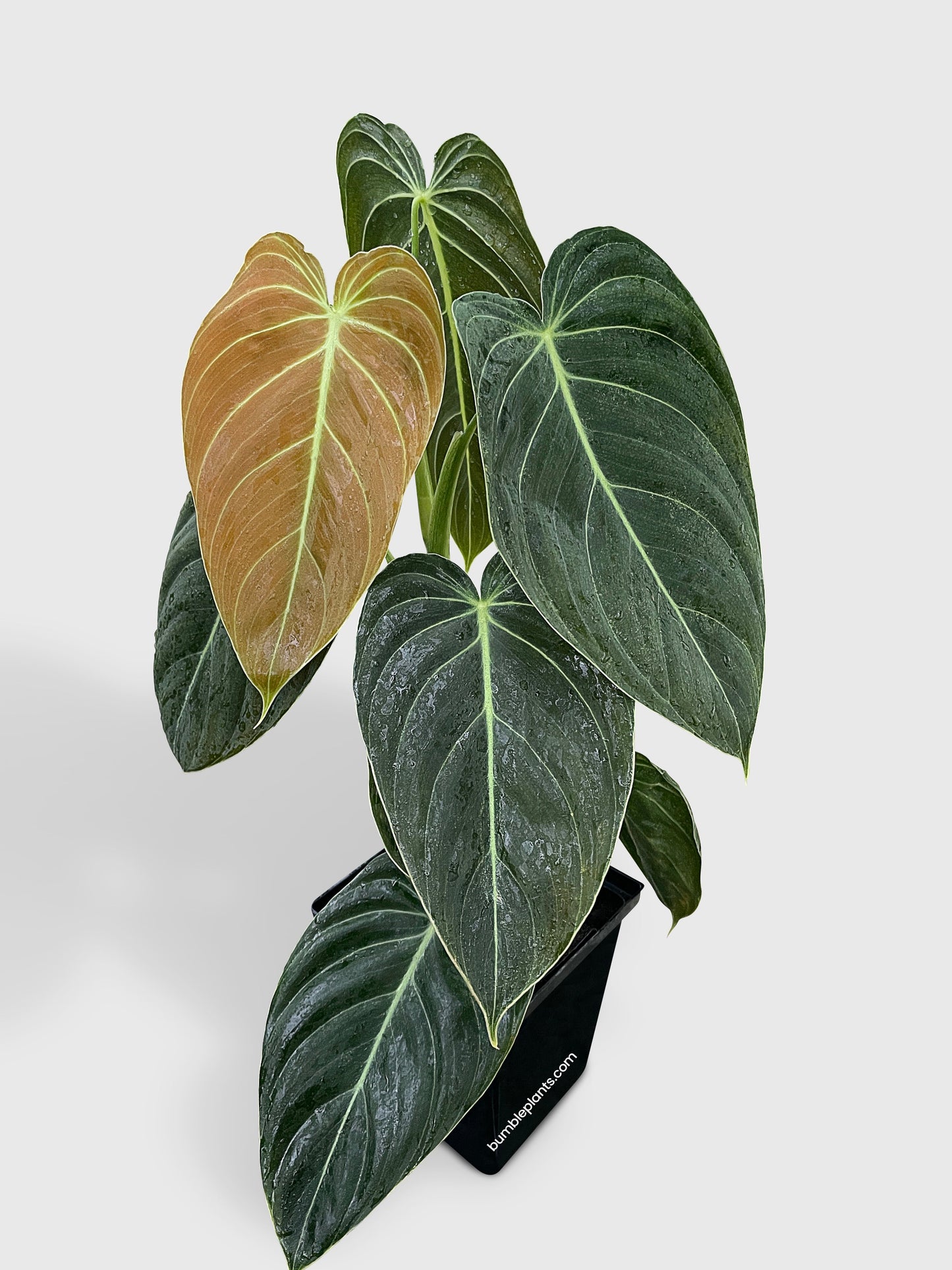 Philodendron Melanochrysum 'Melano' by Bumble Plants