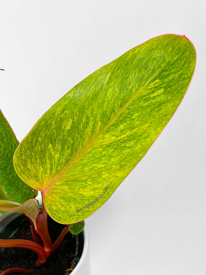 Philodendron Erubescens Painted Lady by Bumble Plants