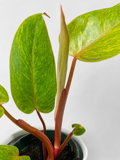 Philodendron Erubescens Painted Lady by Bumble Plants