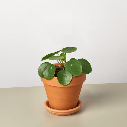 Pilea Peperomioides 'Chinese Money'