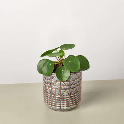 Pilea Peperomioides 'Chinese Money'