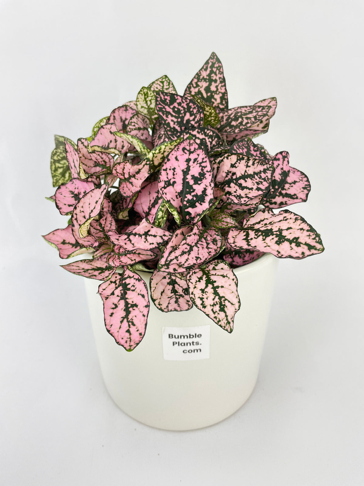 Pink Polka Dot Plant (Hypoestes Phyllostachya) by Bumble Plants