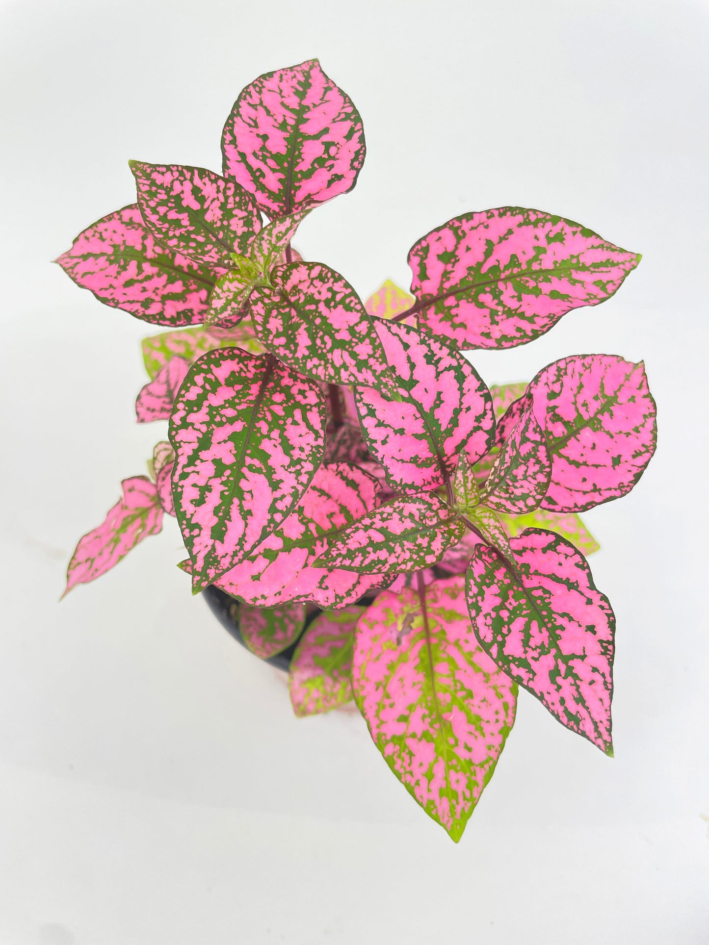 Pink Polka Dot Plant (Hypoestes Phyllostachya) by Bumble Plants