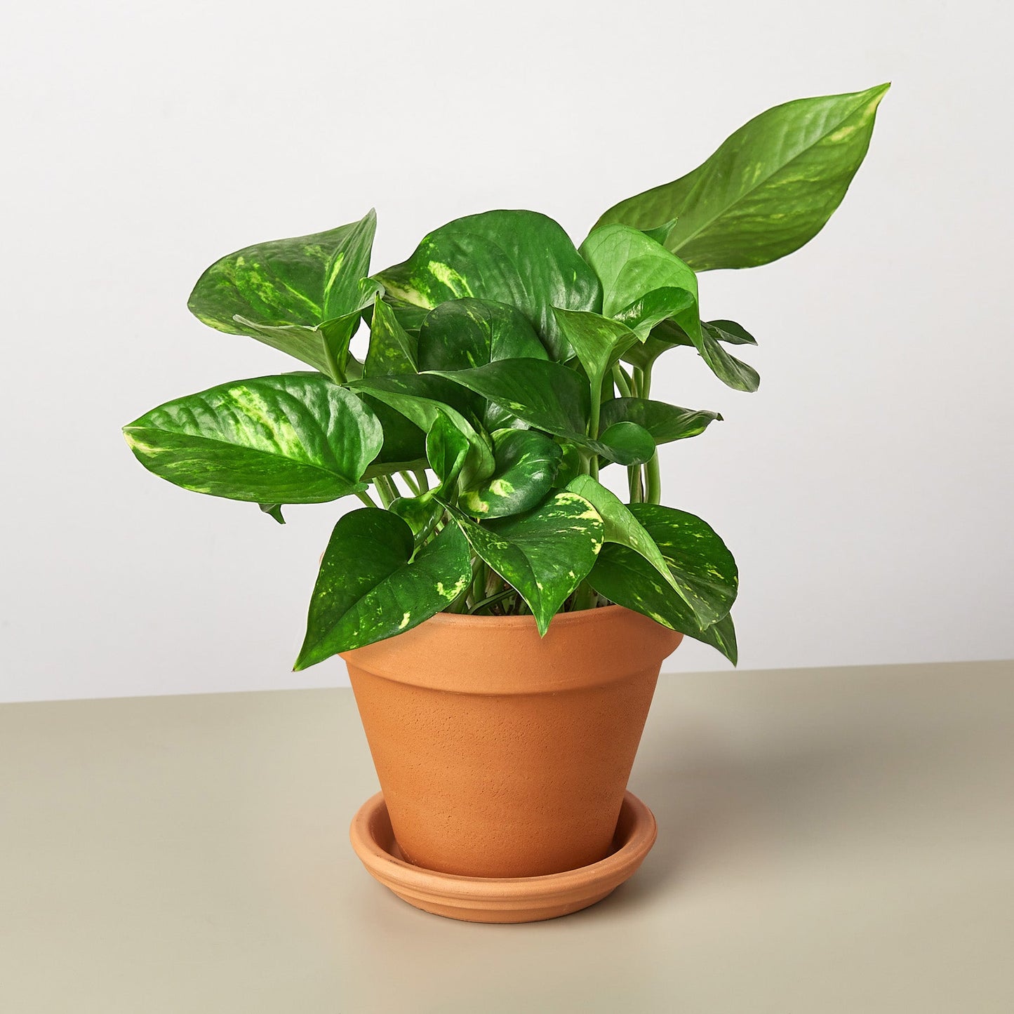 Pothos 'Golden'