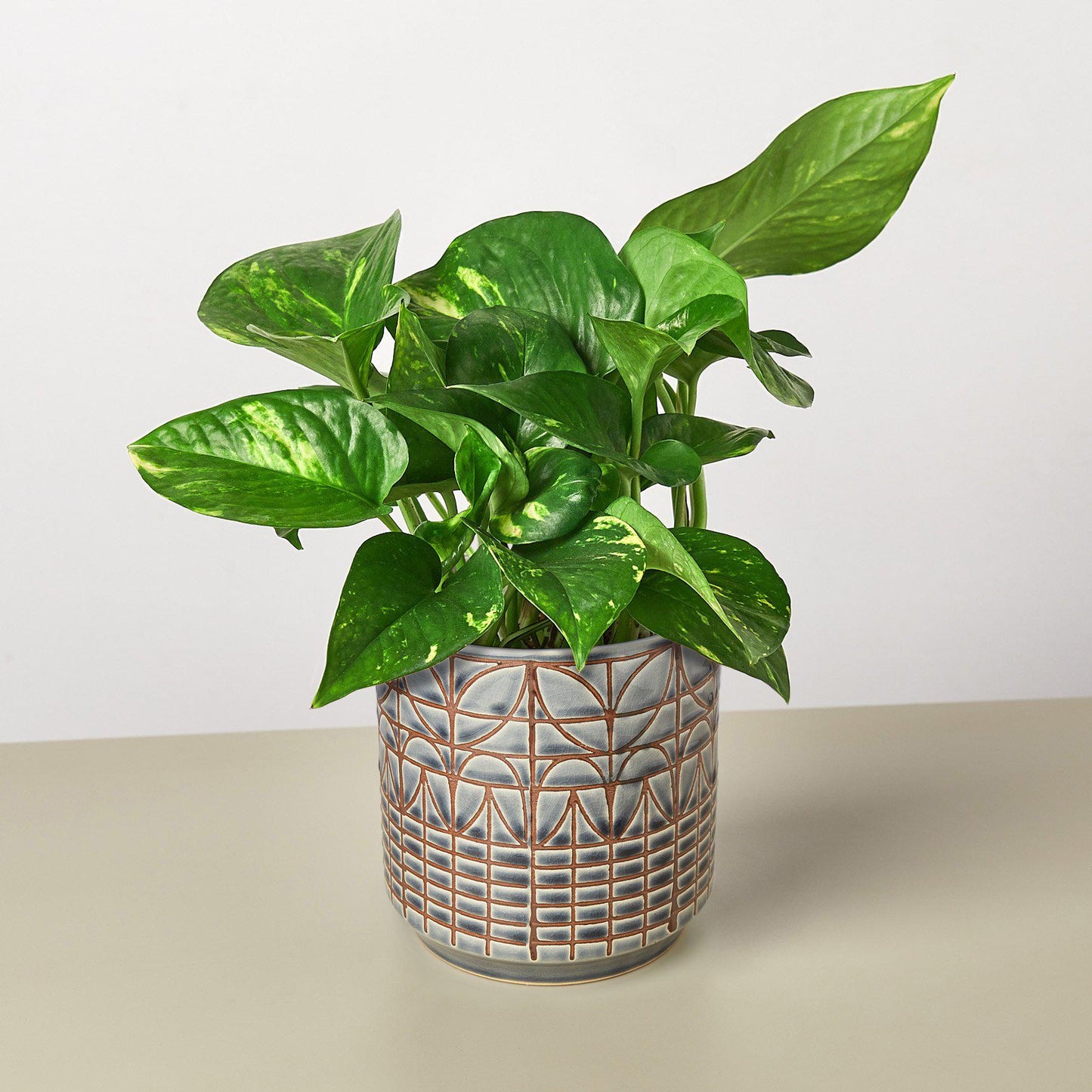 Pothos 'Golden'