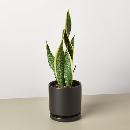 Snake Plant 'Laurentii'