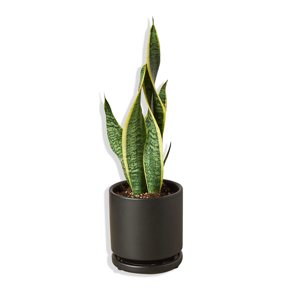 Snake Plant 'Laurentii'