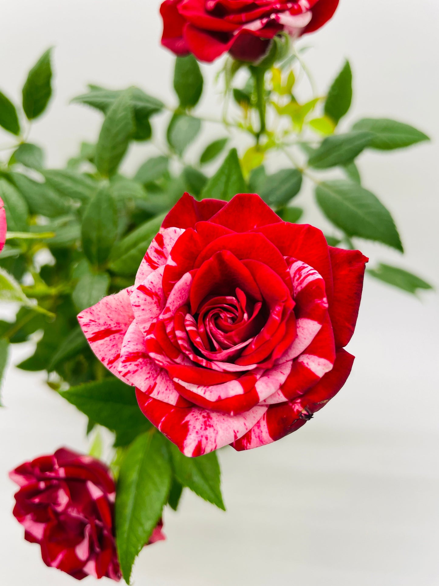 Variegated Hybrid Miniature Tea Rose Flowers by Bumble Plants