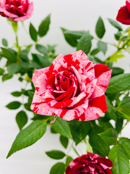 Variegated Hybrid Miniature Tea Rose Flowers by Bumble Plants