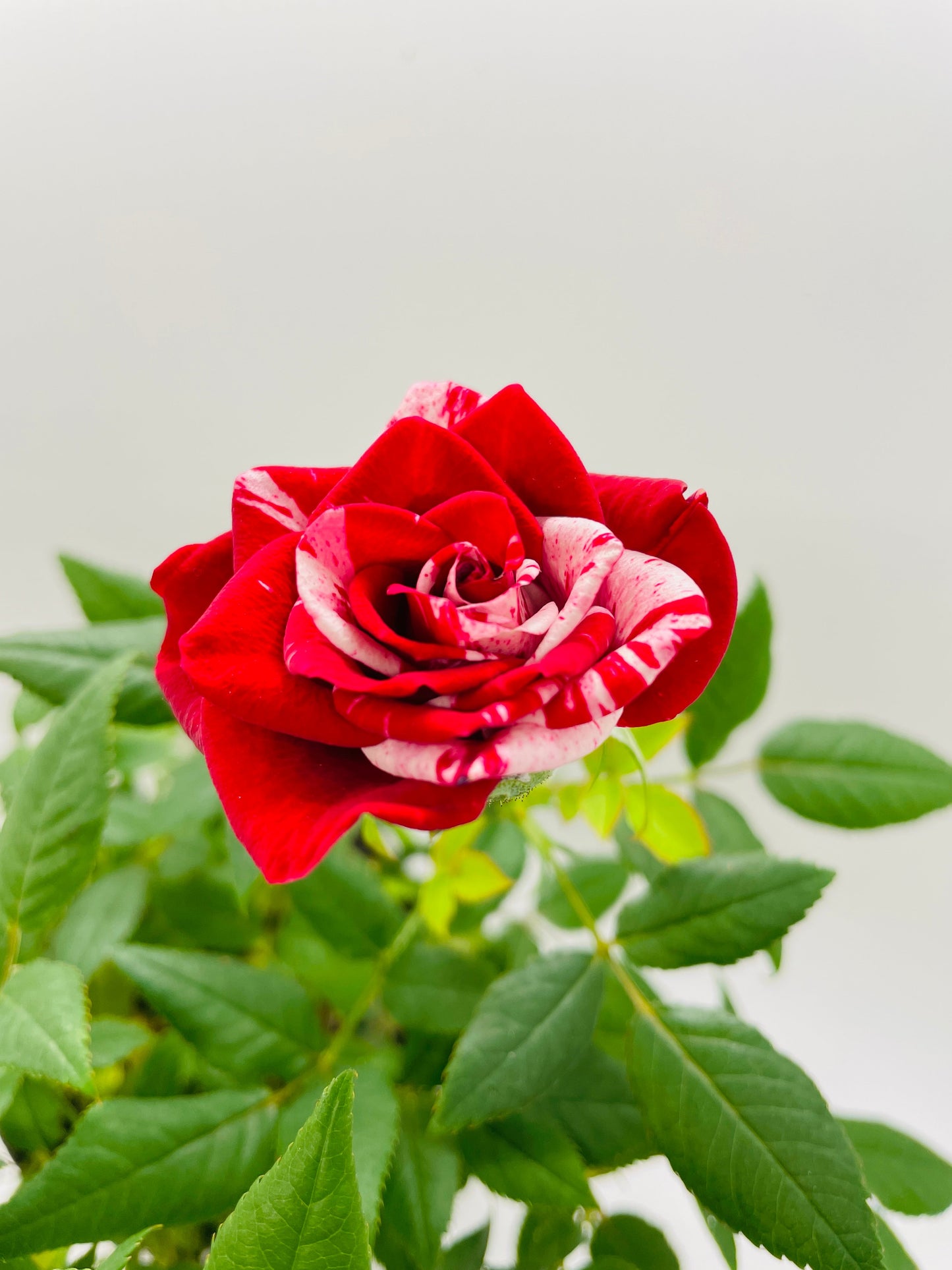 Variegated Hybrid Miniature Tea Rose Flowers by Bumble Plants