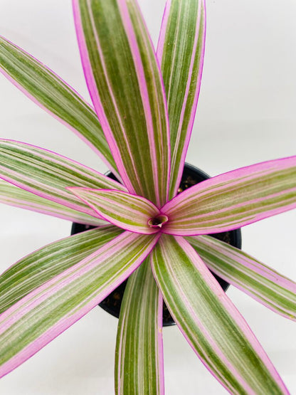 Rhoeo Tricolor Tradescantia Oyster Plant by Bumble Plants