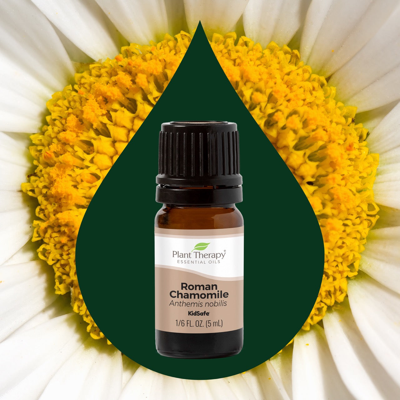 Roman Chamomile Essential Oil