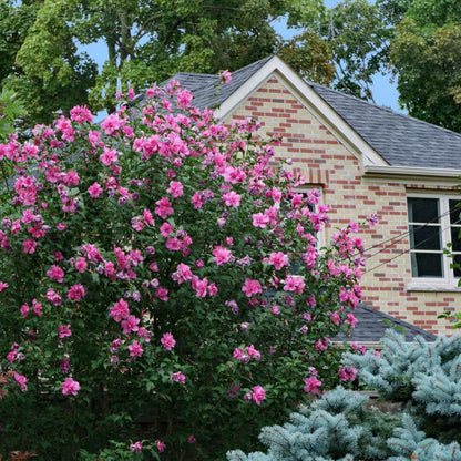 Rose of Sharon Lucy | Shop Shrubs by Growing Home Farms