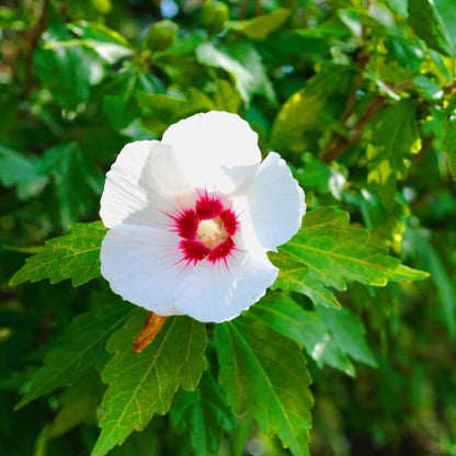 Rose of Sharon Red Heart | Shop Shrubs by Growing Home Farms