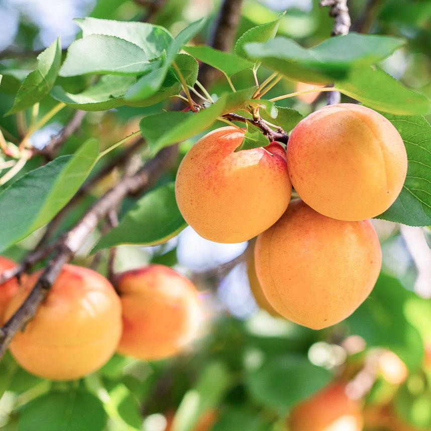 Royal Blenheim Apricot Tree