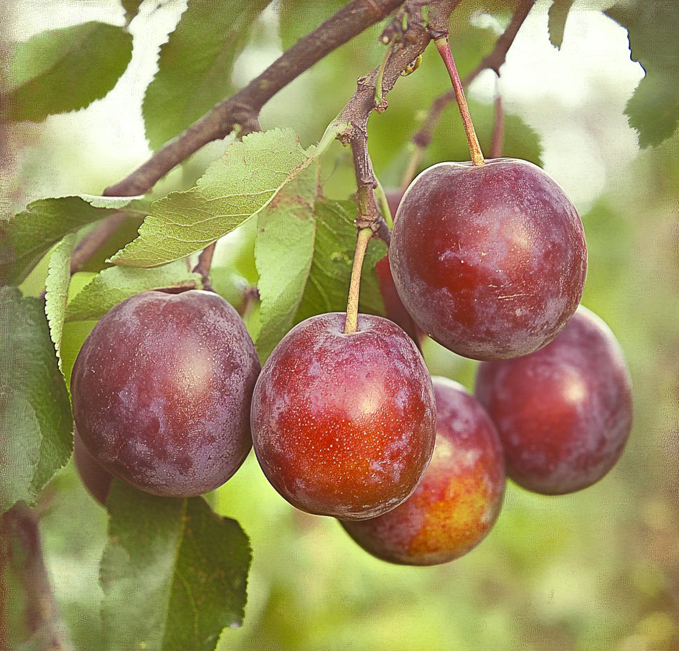 Santa Rosa Plum Tree