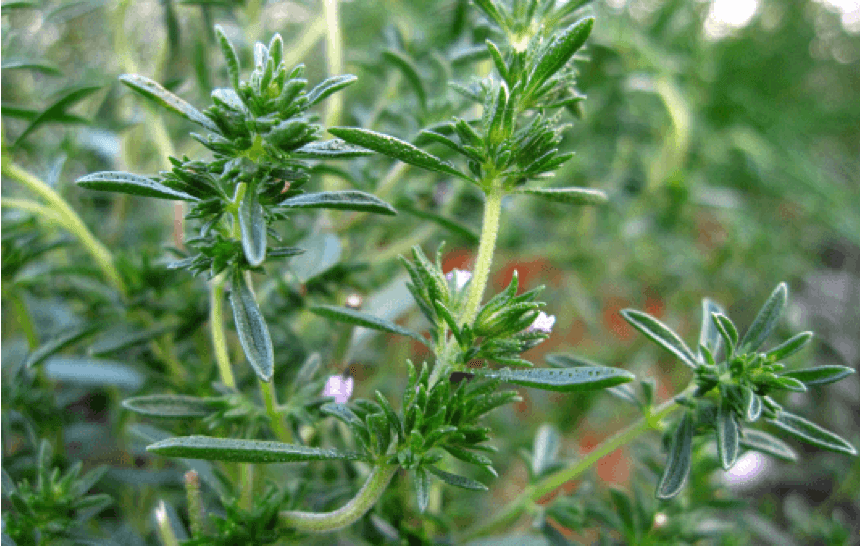 Organic Summer Savory Powder by Dr. Cowan's Garden