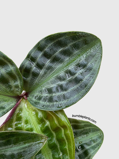 Geogenanthus Poeppigii 'Seersucker' by Bumble Plants