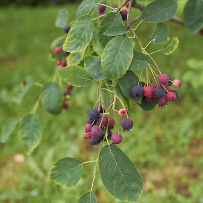 Shadblow Serviceberry | Flowering Tree by Growing Home Farms