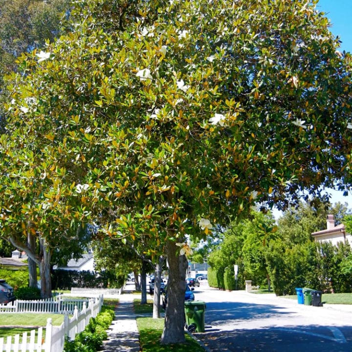 Southern Magnolia | Shade Tree by Growing Home Farms