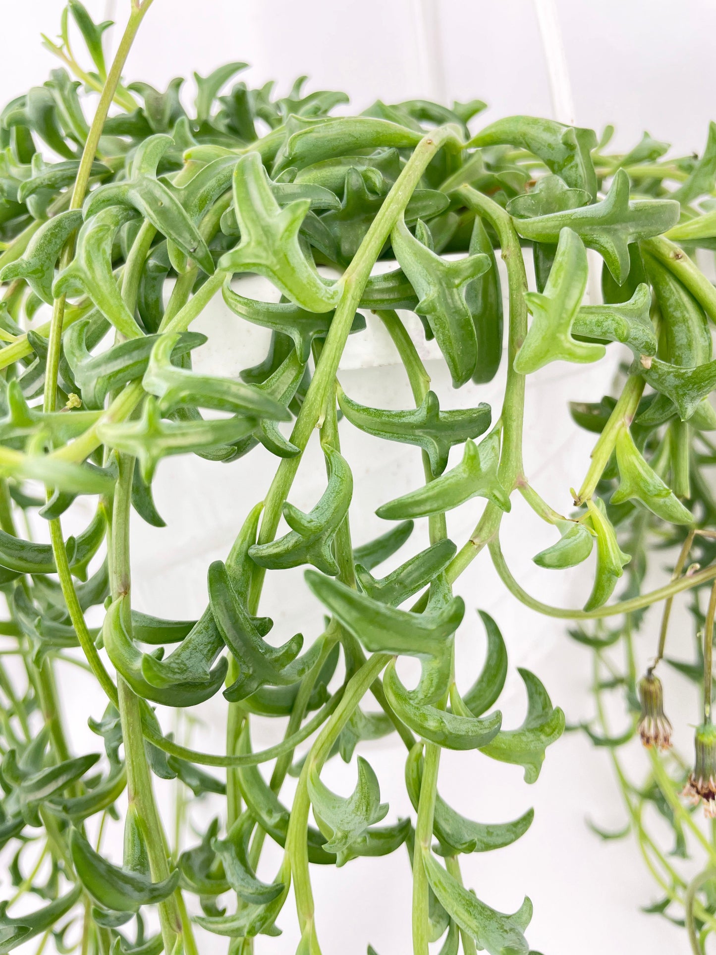 String of Dolphins by Bumble Plants