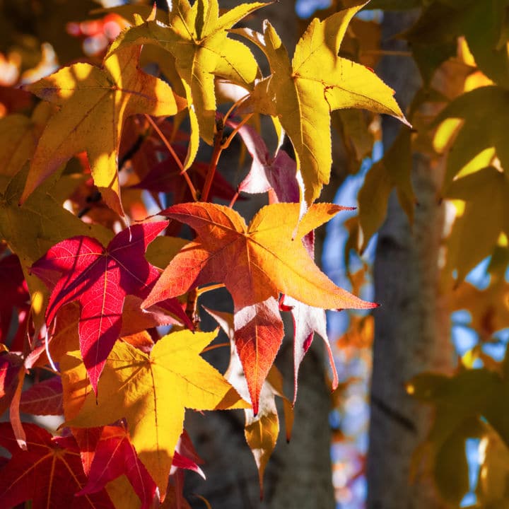 American Sweet Gum | Shade Tree by Growing Home Farms