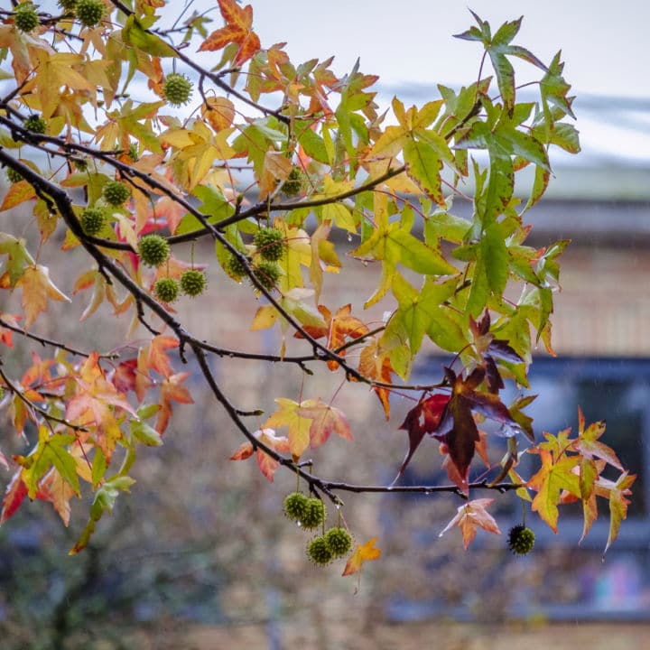 American Sweet Gum | Shade Tree by Growing Home Farms