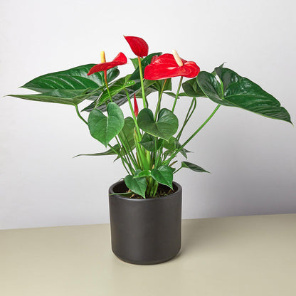 Anthurium 'Red'