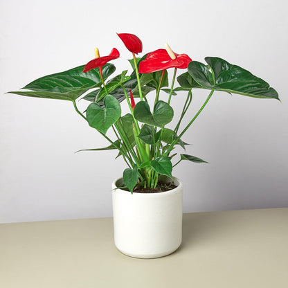 Anthurium 'Red'