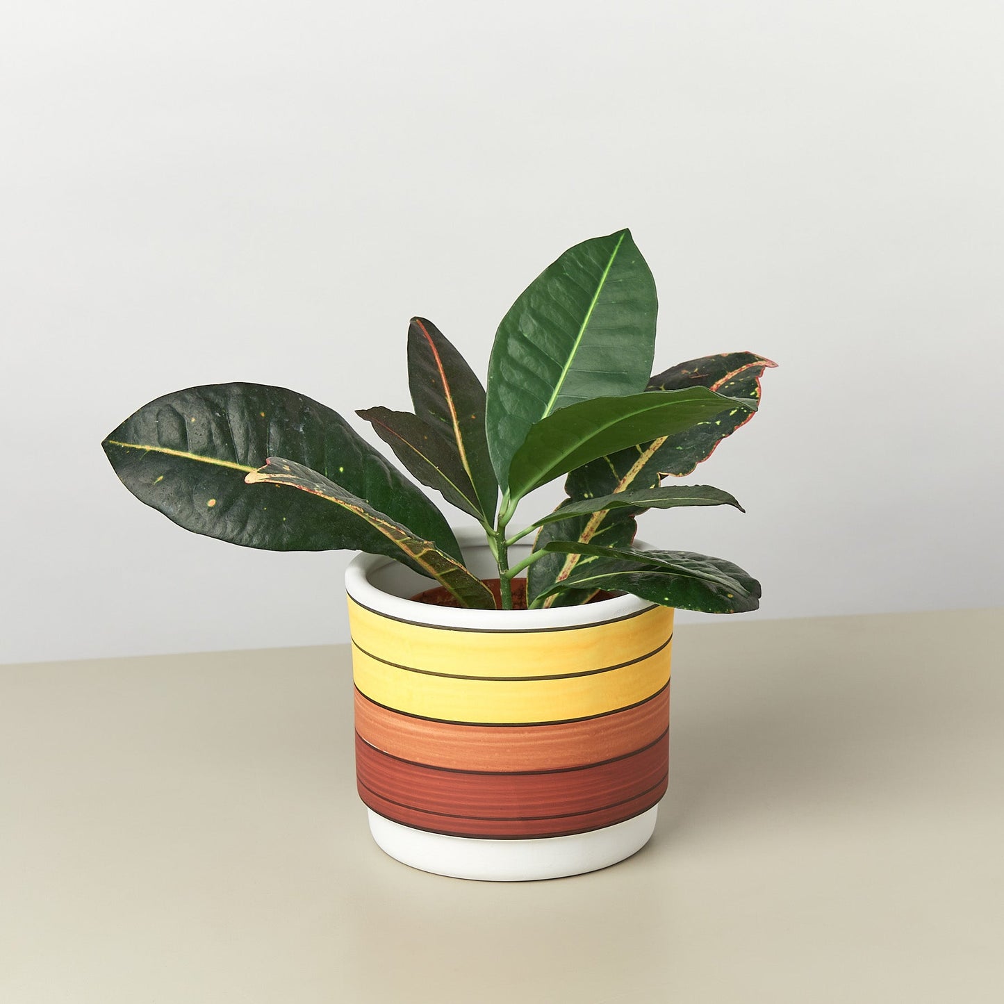 Polychrome Cylinder Pot - 5.5 Inch