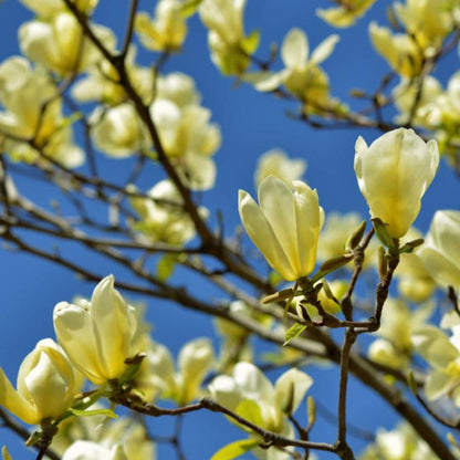 Yellow Bird Magnolia | Flowering Tree by Growing Home Farms