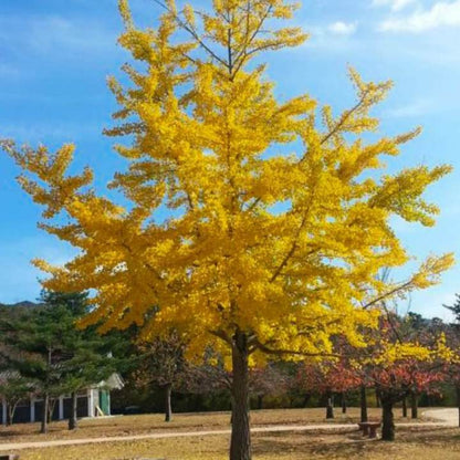 Ginkgo Biloba | Shade Tree by Growing Home Farms