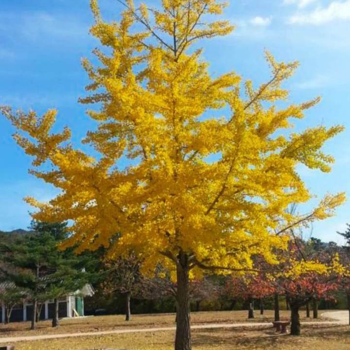 Ginkgo Biloba | Shade Tree by Growing Home Farms