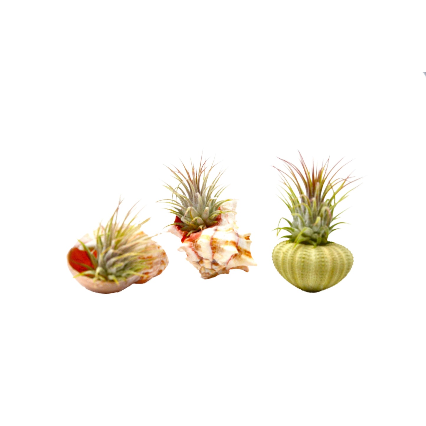 3 Piece Sea Urchin / Seashell Air Plant / Live Tillandsia Ionanthas