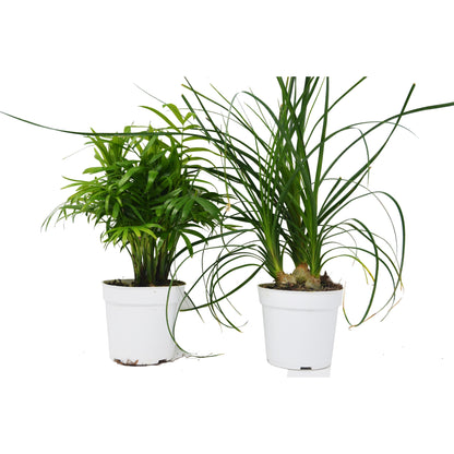 2 Palm Variety Pack / 4" Pots / Live Plant / House Plant