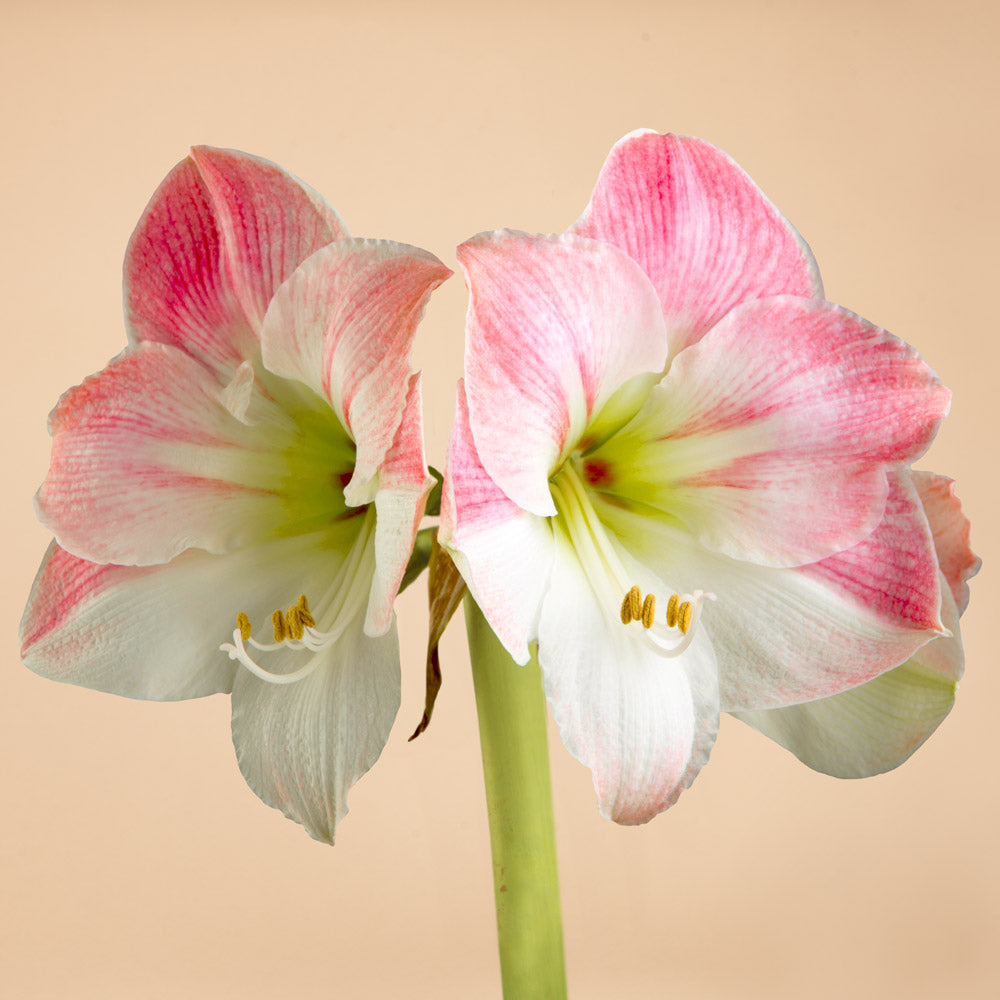 Appleblossom Amaryllis Blub