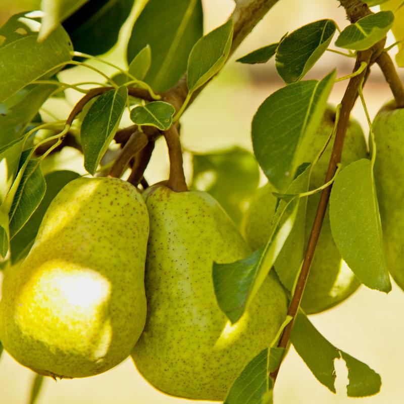 Bartlett Pear Tree